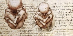 Views of a Fetus in the Womb, c. 1510-12, from a sketchbook by Leonardo da Vinci.